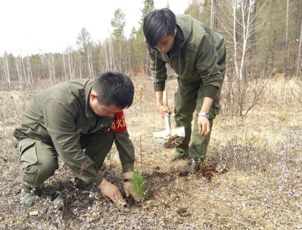 呼玛县金山林场职工种植西伯利亚红松树苗